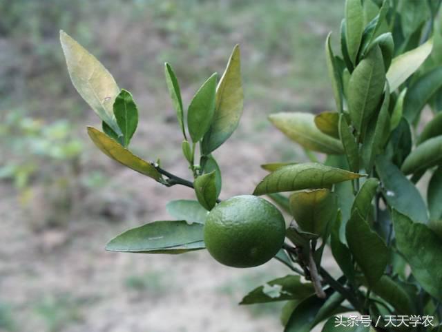 柑橘黄化不一定是缺素,引起柑橘黄化的原因有哪些