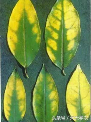 柑橘黄化不一定是缺素,引起柑橘黄化的原因有哪些