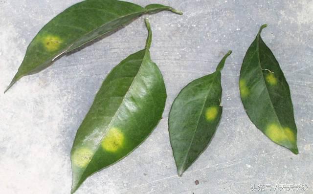 柑橘黄化不一定是缺素,引起柑橘黄化的原因有哪些