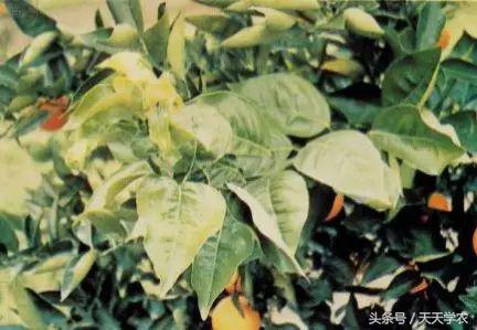 柑橘黄化不一定是缺素,引起柑橘黄化的原因有哪些
