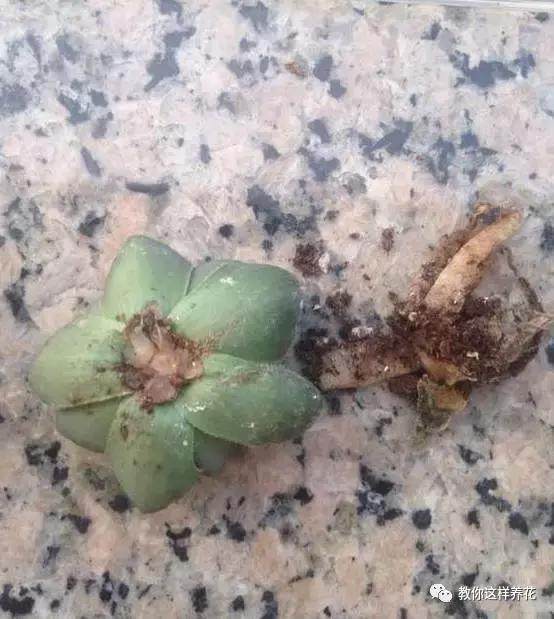 多肉玉露把主根剪了怎么办,多肉蓝镜玉露烂根