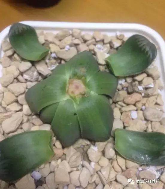 多肉玉露把主根剪了怎么办,多肉蓝镜玉露烂根