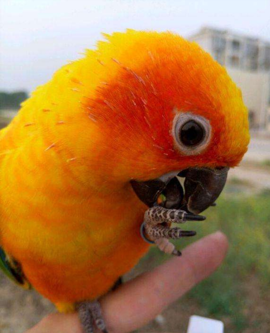 宠物介绍大全,宠物简单介绍之鹦鹉篇金太阳鹦鹉