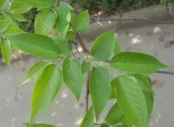 榆树朴树榉树的区分,朴树和榉树是不是都是榆科