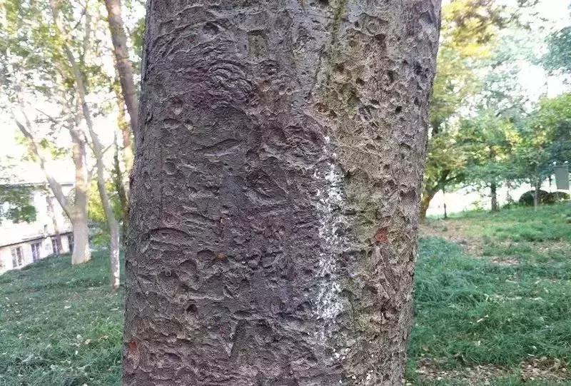 榆树朴树榉树的区分,朴树和榉树是不是都是榆科