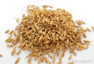 中医消食促消化的方法,消食化滞吃什么中药