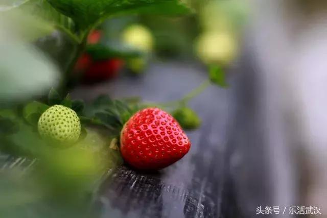 武汉春游两日游攻略大全,武汉春游适合去哪里玩