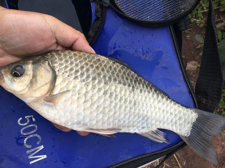 上鱼率最高的调漂,上鱼率100%的钓鱼方法