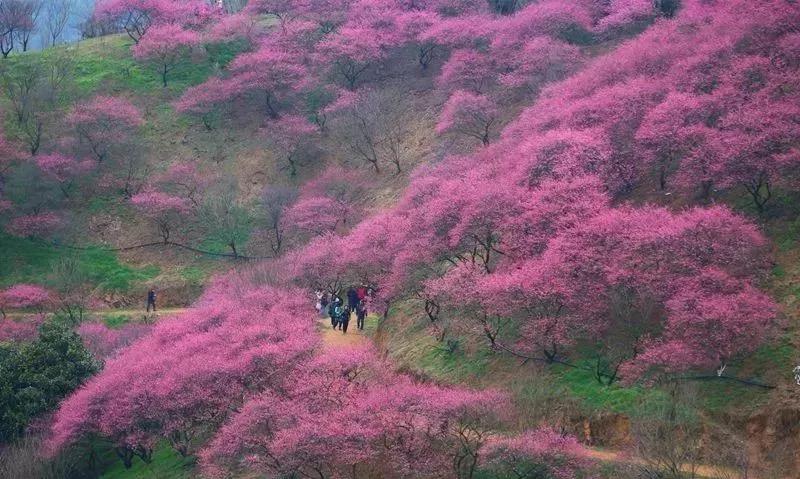 春花烂漫美景开怀,春花烂漫惹人醉满城尽带百花香