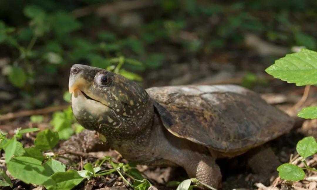 我滴个龟龟,我滴龟龟什么意思