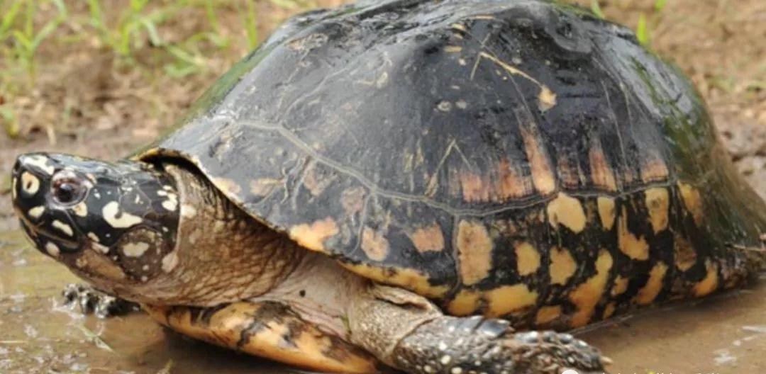 我滴个龟龟,我滴龟龟什么意思