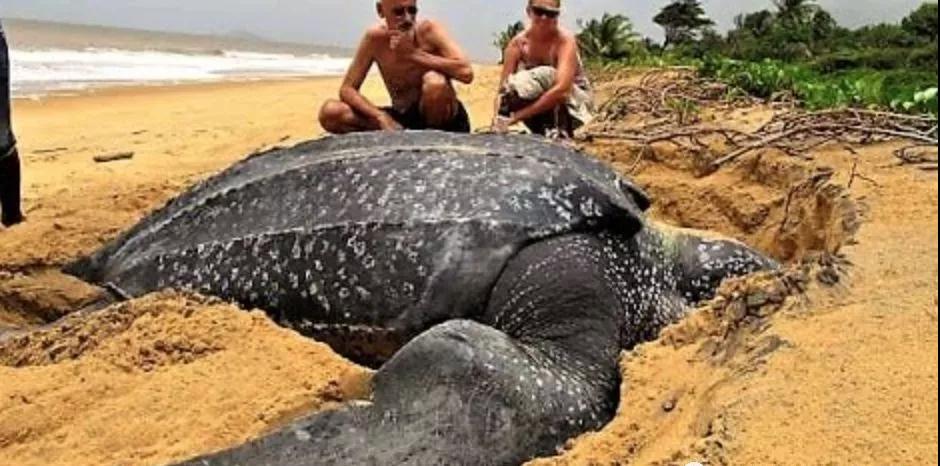 我滴个龟龟,我滴龟龟什么意思