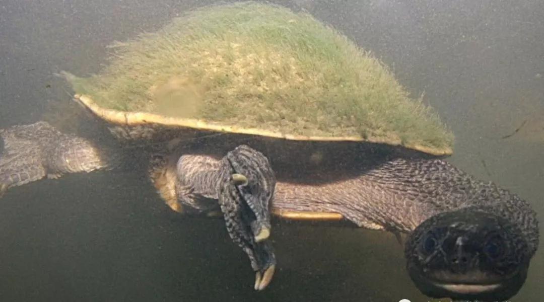 我滴个龟龟,我滴龟龟什么意思