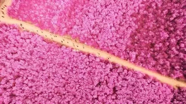 春花烂漫美景开怀,春花烂漫惹人醉满城尽带百花香