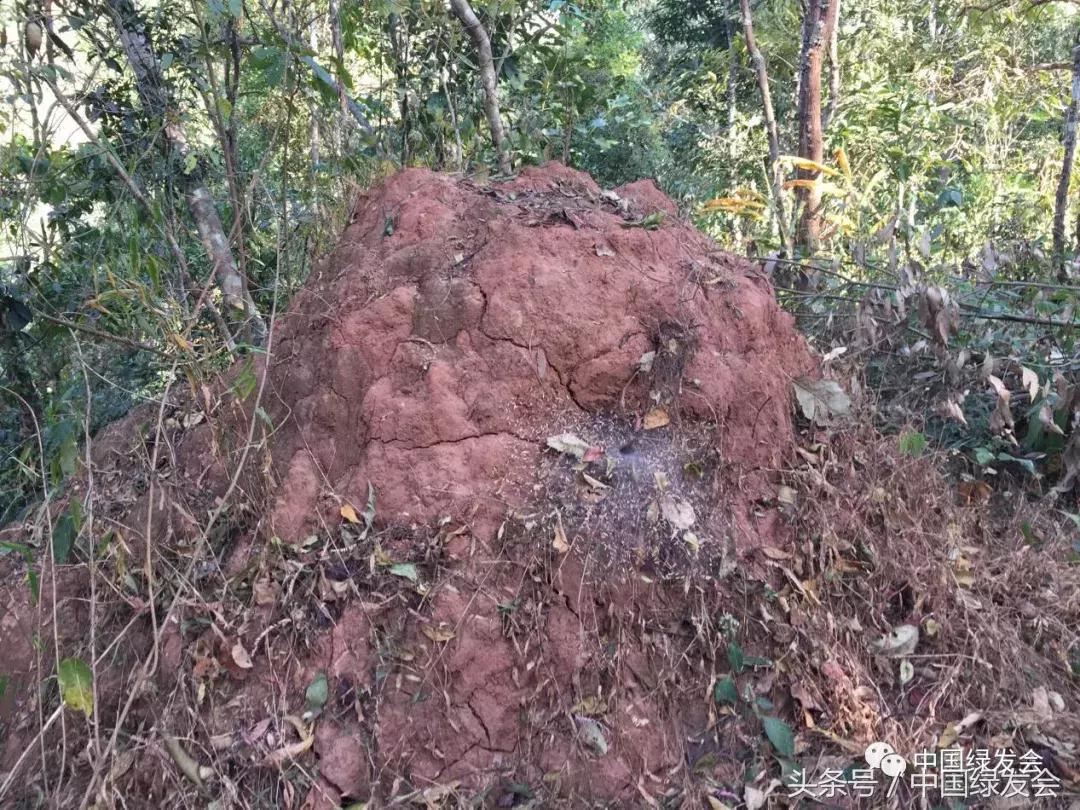 绿会中华保护地,绿会保护地