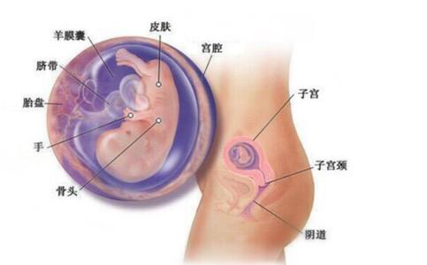 孕期nt检查能推后吗,孕期nt检查能吃饭吗