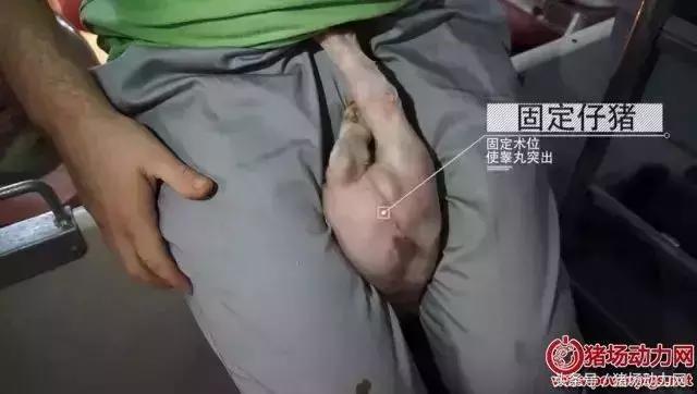 阉仔猪要打什么针,仔猪阉猪手术的过程流血怎么办呢
