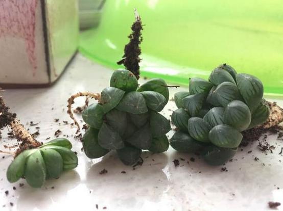 多肉玉露把主根剪了怎么办,多肉蓝镜玉露烂根