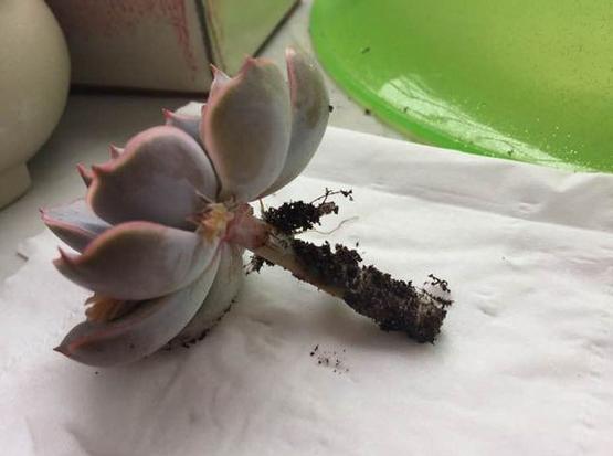 多肉玉露把主根剪了怎么办,多肉蓝镜玉露烂根