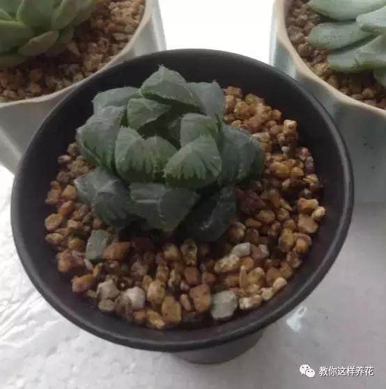 多肉玉露把主根剪了怎么办,多肉蓝镜玉露烂根