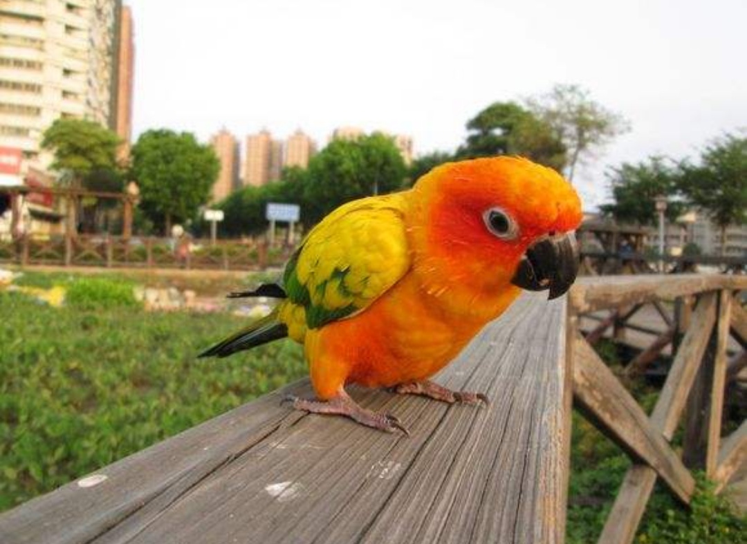 宠物介绍大全,宠物简单介绍之鹦鹉篇金太阳鹦鹉