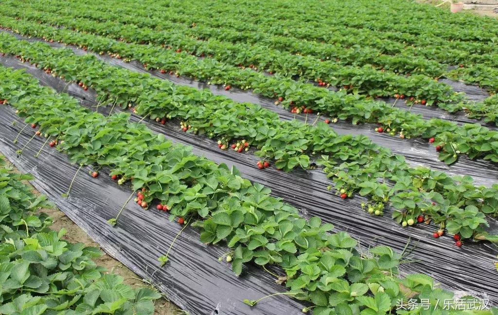 武汉春游两日游攻略大全,武汉春游适合去哪里玩