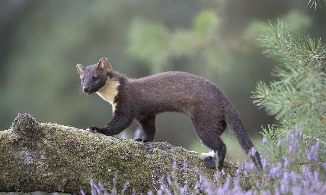 松貂金黄色,松貂潮款