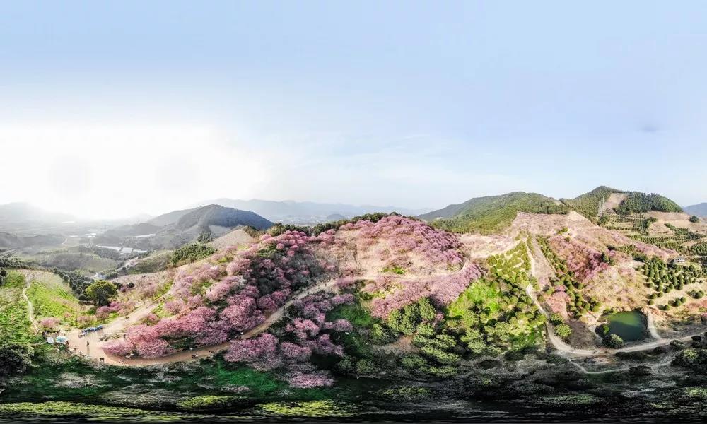 春花烂漫美景开怀,春花烂漫惹人醉满城尽带百花香