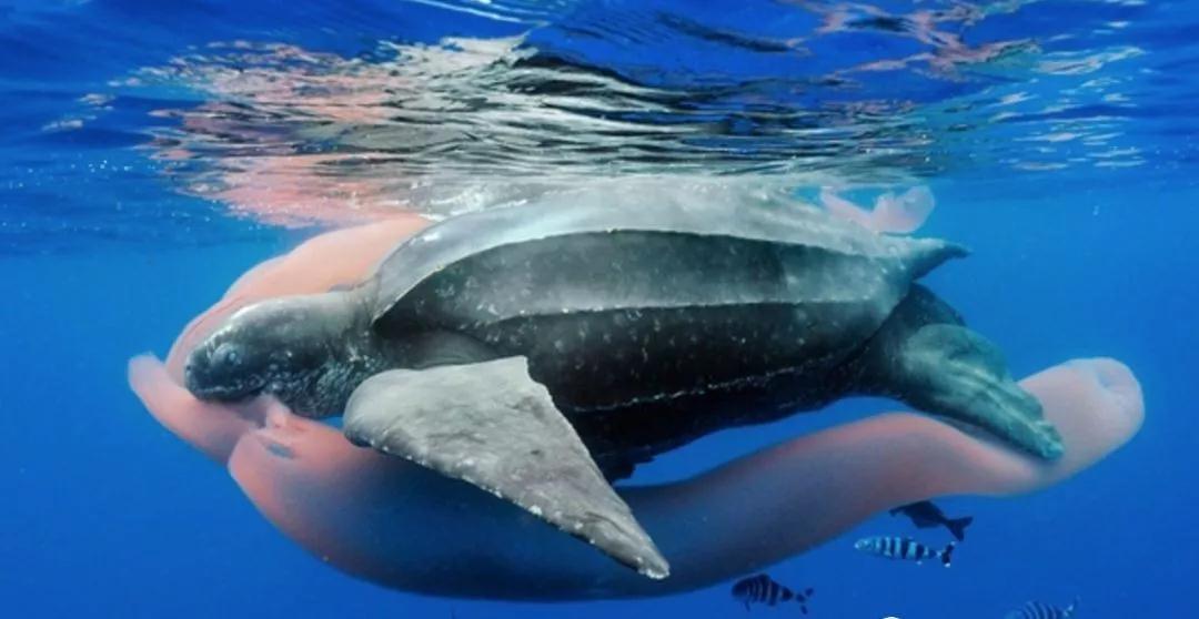 我滴个龟龟,我滴龟龟什么意思