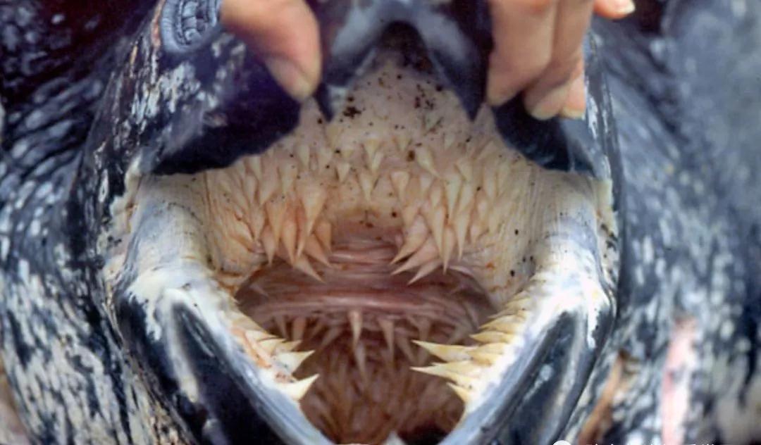 我滴个龟龟,我滴龟龟什么意思