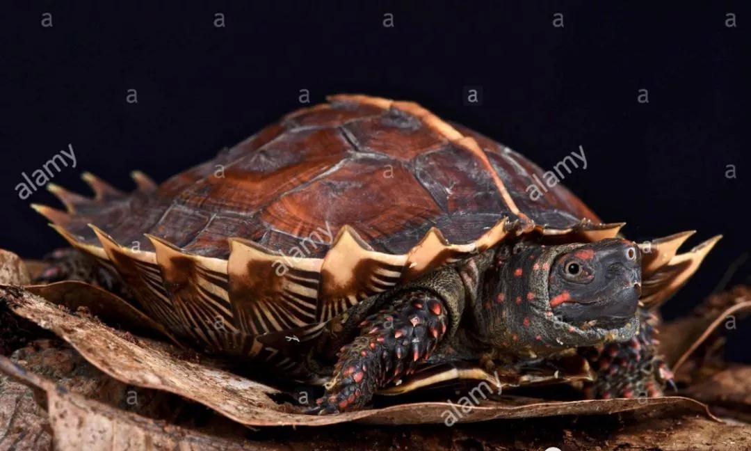 我滴个龟龟,我滴龟龟什么意思