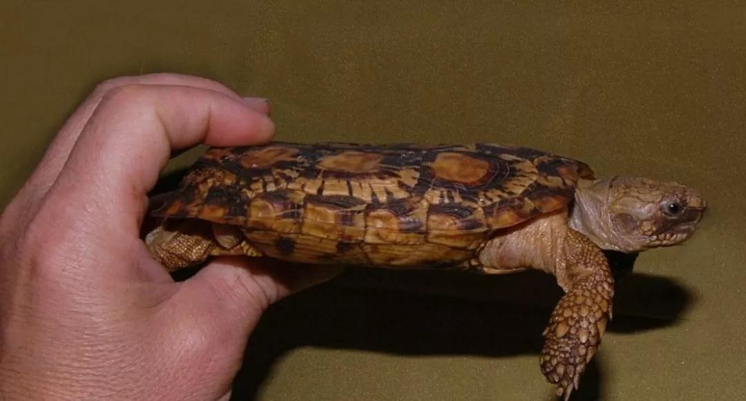 我滴个龟龟,我滴龟龟什么意思