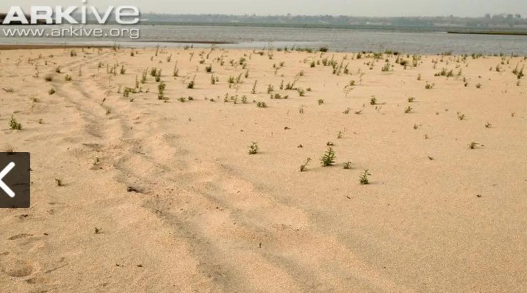 我滴个龟龟,我滴龟龟什么意思