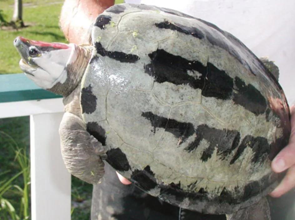 我滴个龟龟,我滴龟龟什么意思