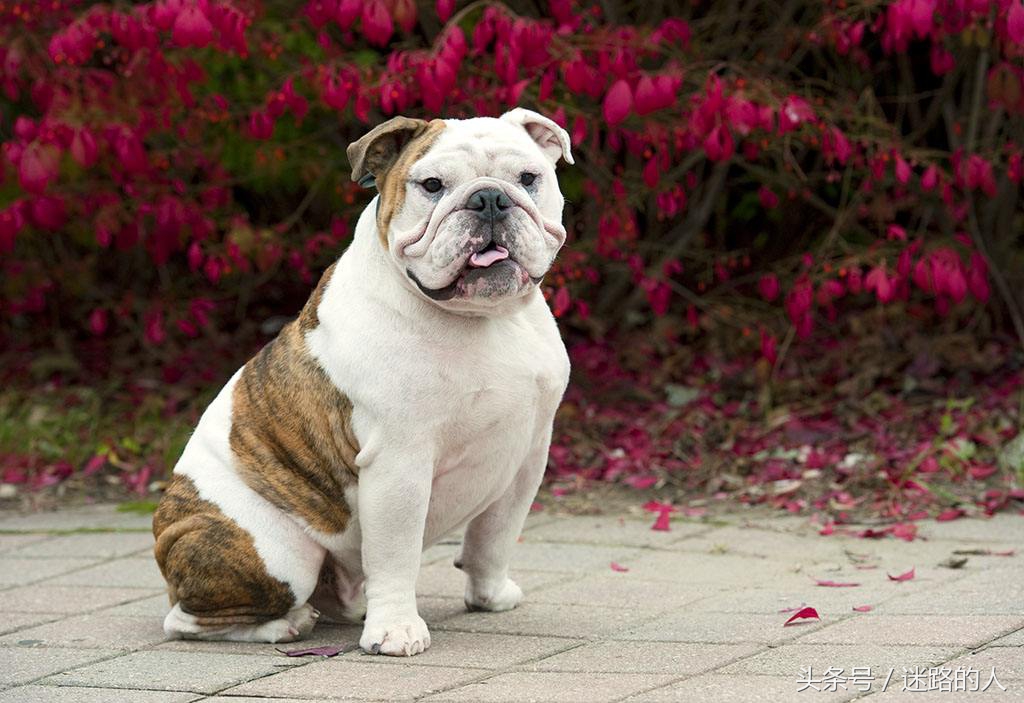 正宗的英国斗牛犬,人类的好朋友除了青蛙还有什么