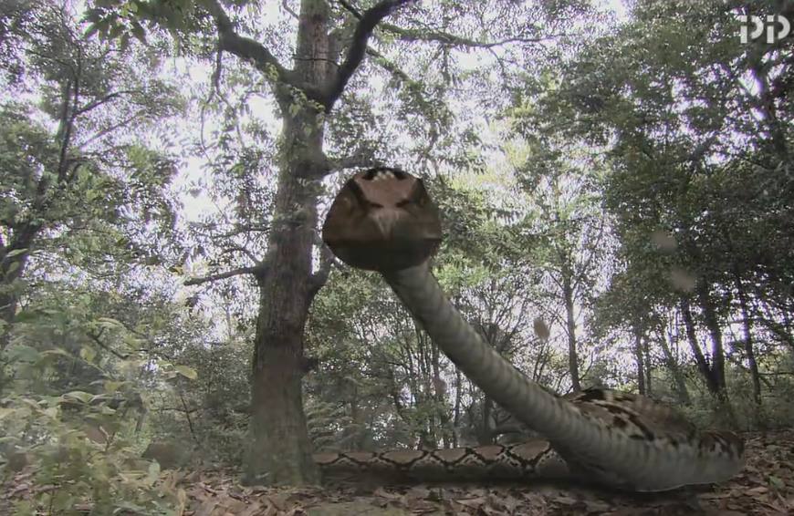 小雷音寺蟒蛇精,小雷音寺附近的蟒蛇精