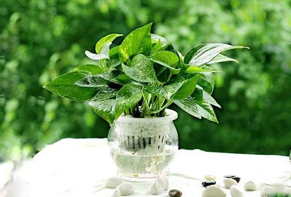 家里绿植叶子变黄是怎么回事,家里绿植叶子发黄干枯在家用什么