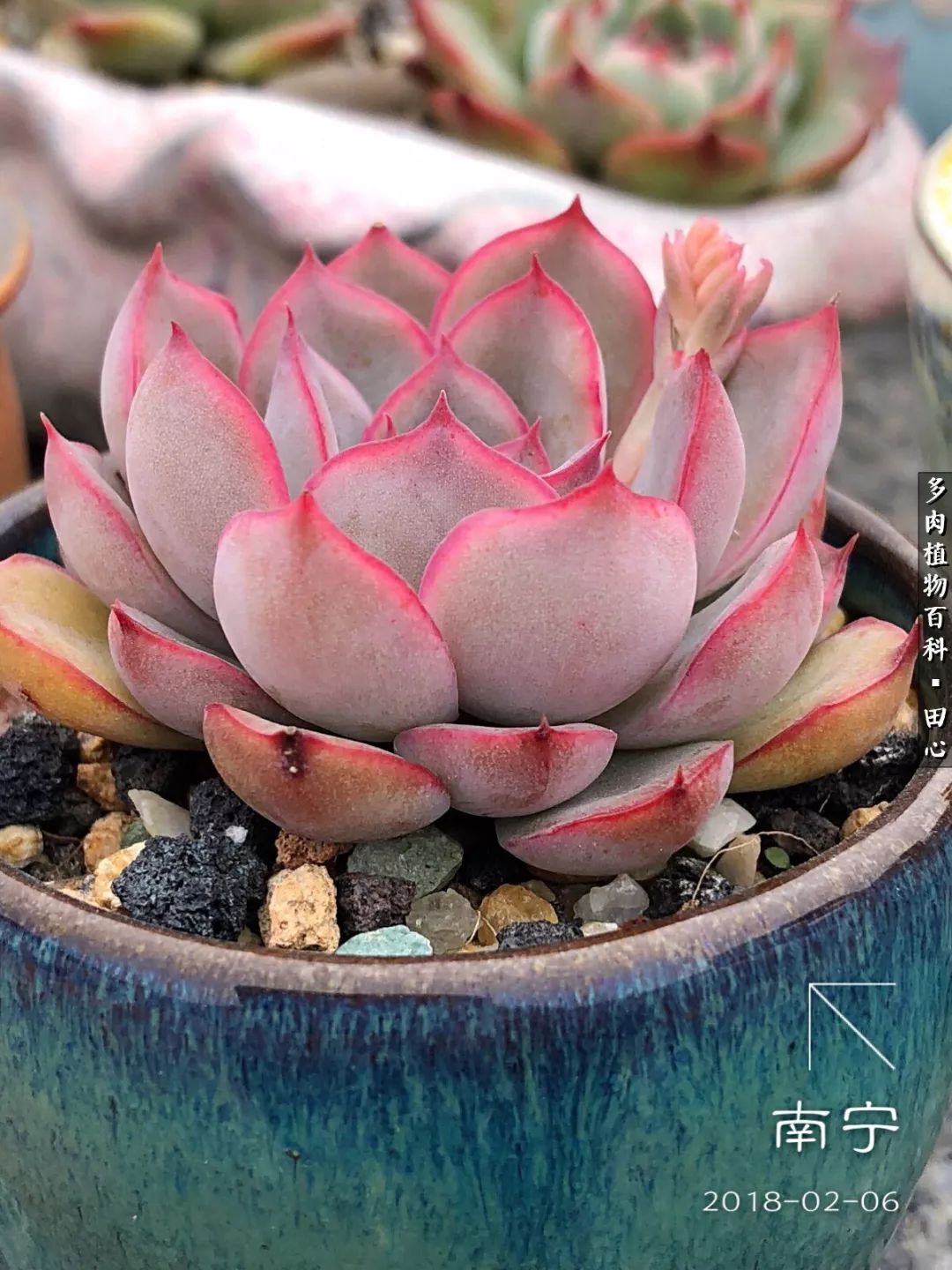 美肉再一次袭来，惊艳了时光，温柔了岁月！