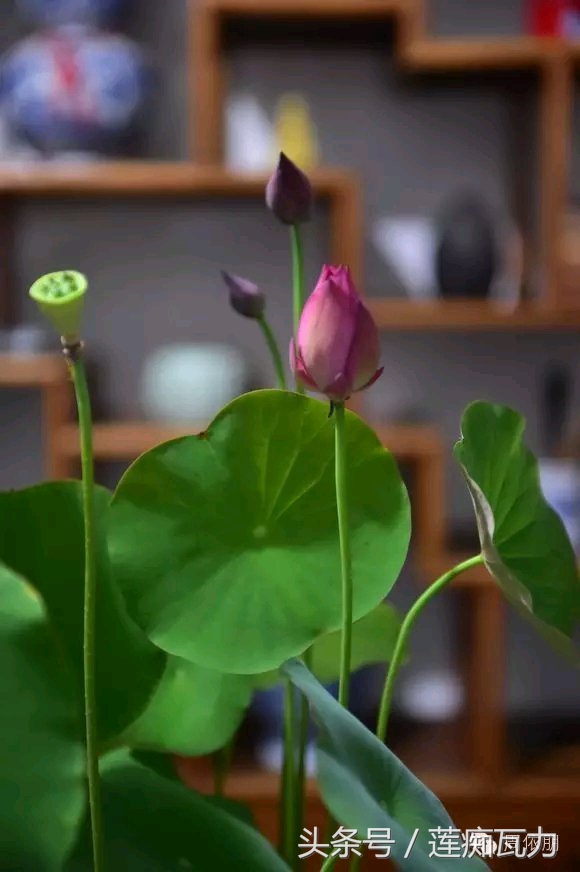 碗莲的种植方法水培碗莲,碗莲种子种植方法和注意事项图片