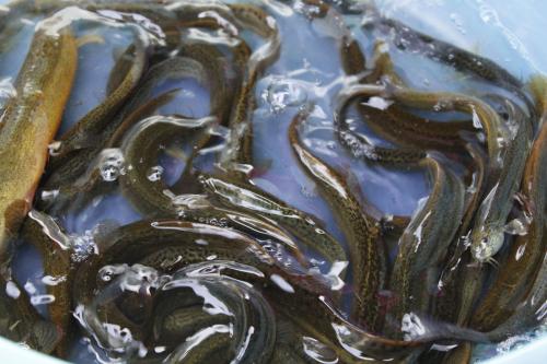 泥鳅的养殖方法及市场前景分析,泥鳅养殖技术泥鳅多少钱一斤