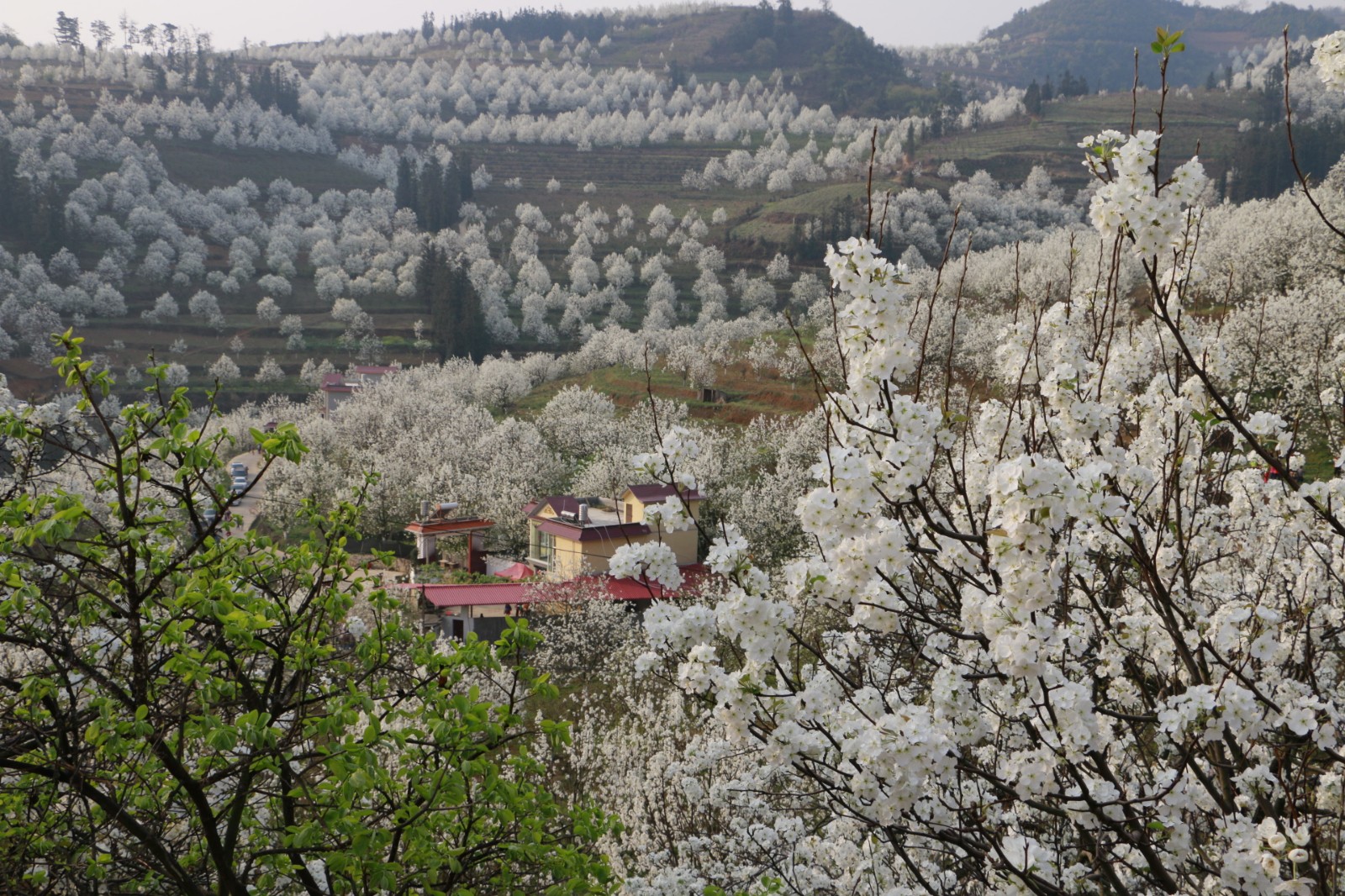 春花烂漫美景开怀,春花烂漫惹人醉满城尽带百花香