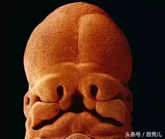 摄影大师花费10年，用镜头记录精子与卵子结合并发育成长的过程！