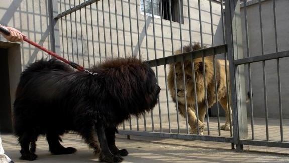 真正藏獒和狮子打架,狮子大战藏獒谁能赢