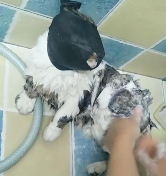 给猫咪洗澡必备的工具,给猫咪洗澡懒人神器