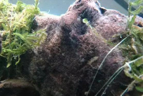 杜鹃根的采集和处理方法-水草缸造景