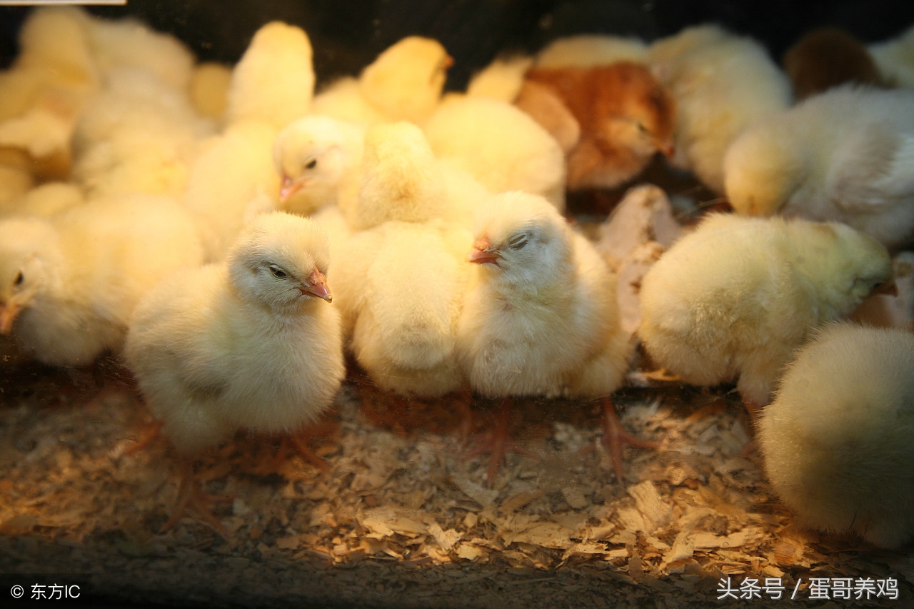 如何提高雏鸡育雏成活率,去年养的小鸡到现在不下蛋咋回事