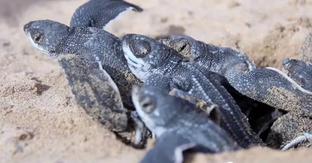 我滴个龟龟,我滴龟龟什么意思