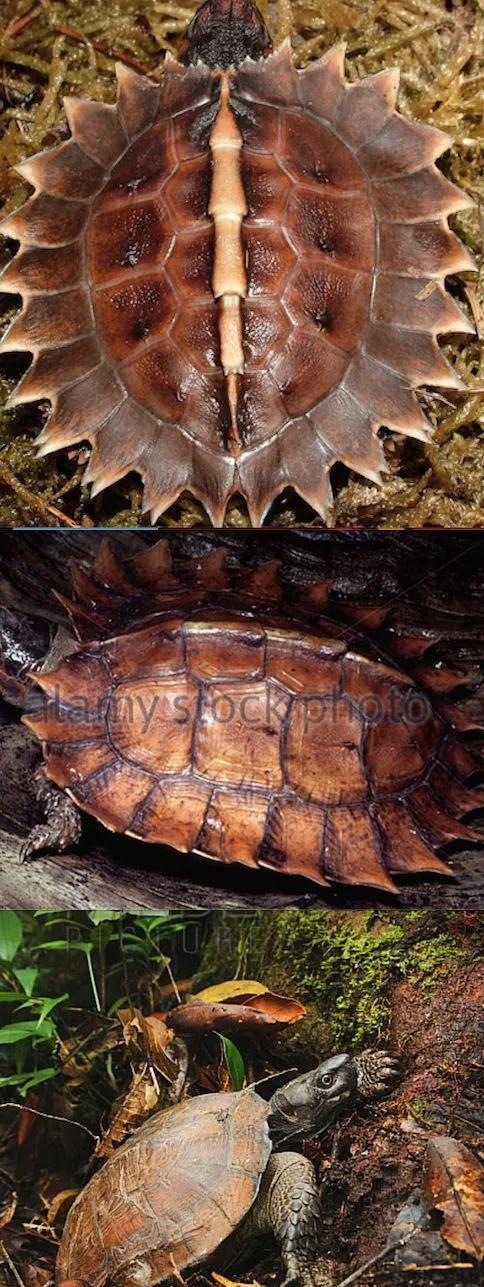 我滴个龟龟,我滴龟龟什么意思