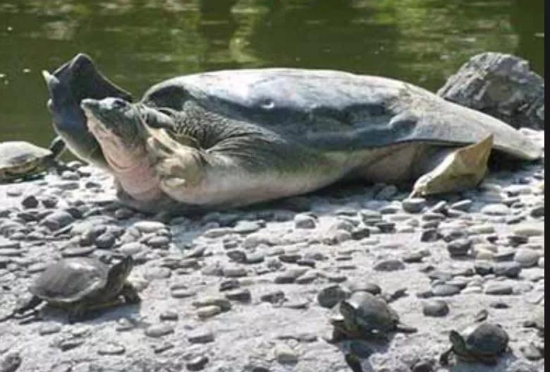 我滴个龟龟,我滴龟龟什么意思