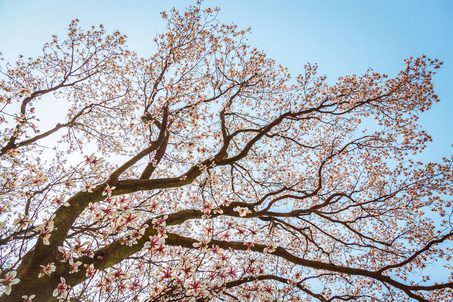 春花烂漫美景开怀,春花烂漫惹人醉满城尽带百花香